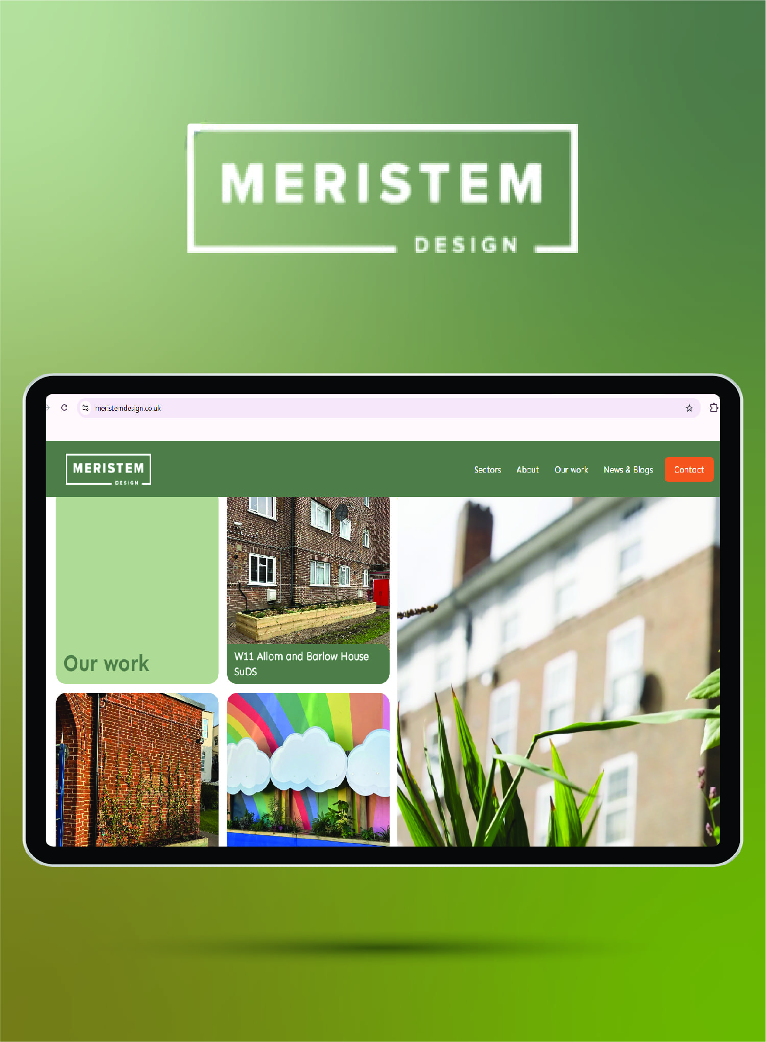 meristem